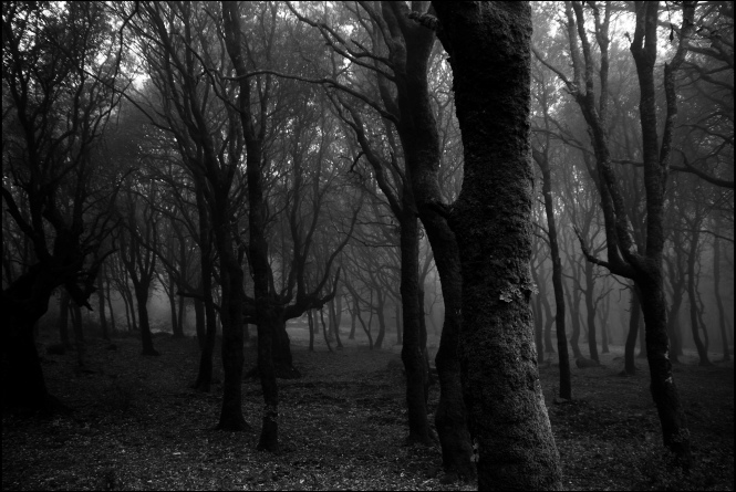 Matteo Cau - Dreamer Trees